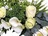 Cluster wreath white cream crop1