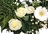 Cluster wreath white cream crop2